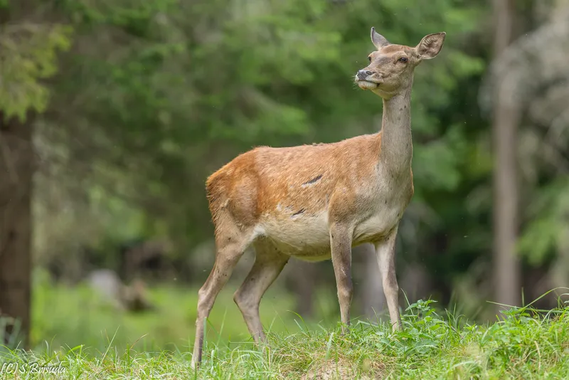 Fotografia z revíru od Stana Brisudu
