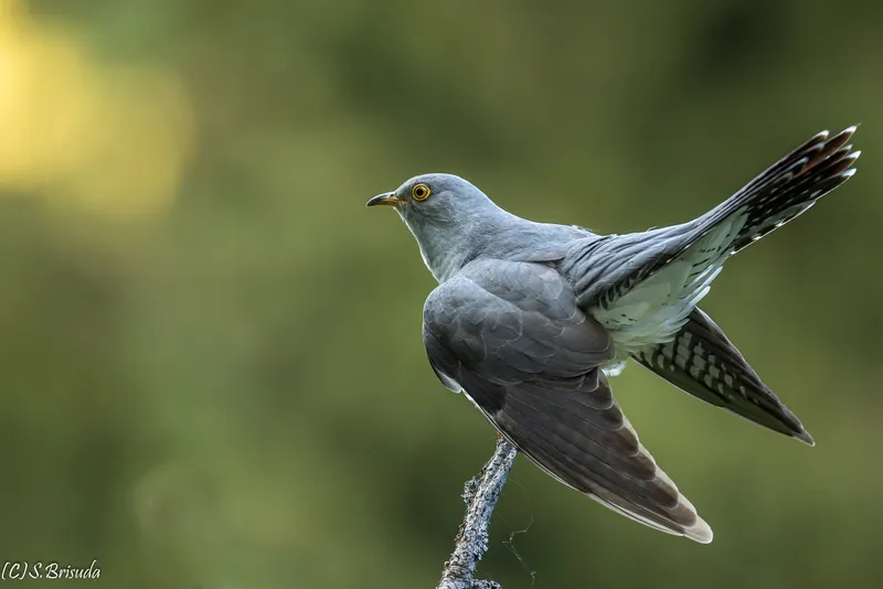 Fotografia z revíru od Stana Brisudu