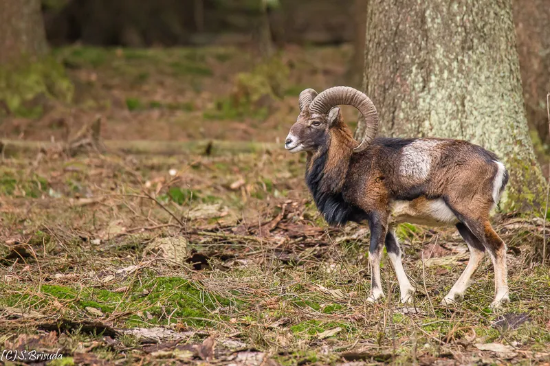 Fotografia z revíru od Stana Brisudu